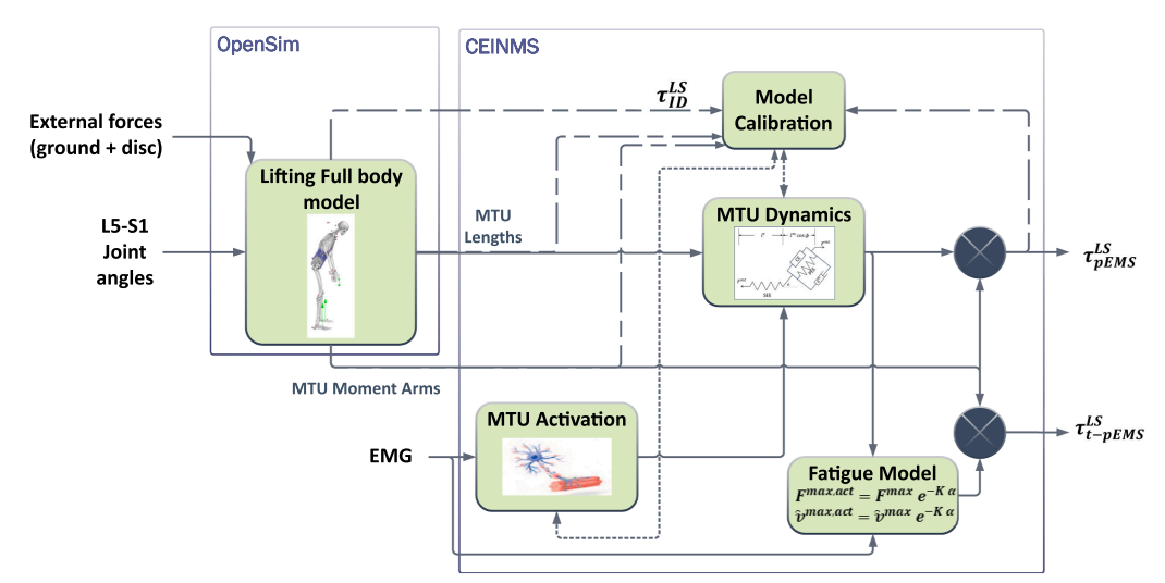 Modelling time-varying fatigue for EMG-driven models